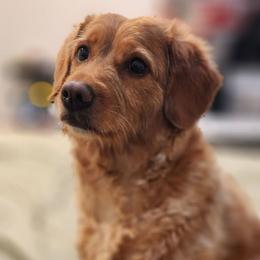 Daphne - Goldendoodle