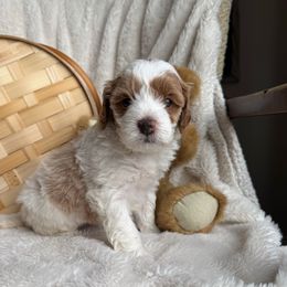 Sydney - Blenheim Cavapoo puppy in Orrstown, Pennsylvania from Pawfect Fur Friends