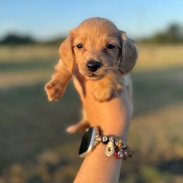 Ginger - Red female Dachshund puppy in Durant, Oklahoma from Big Creek Mini Dachshund