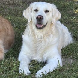 Winnie - Golden Retriever