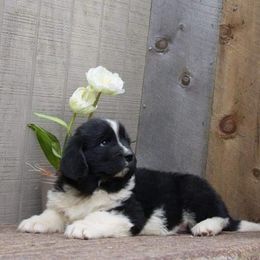 Newfoundland Puppies from Heinrich Family Newfoundlands