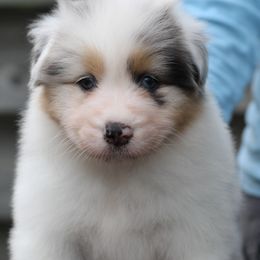 Australian Shepherd Puppies from Mezzo Australian Shepherds