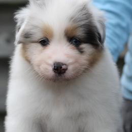 Australian Shepherd Puppies from Mezzo Australian Shepherds