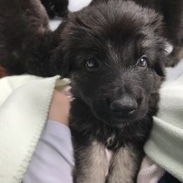 Shiloh Shepherd Puppies from Solace Shilohs