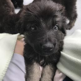 Shiloh Shepherd Puppies from Solace Shilohs