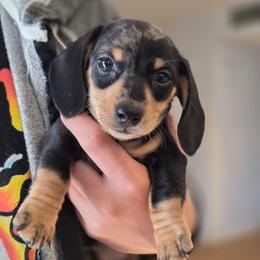 Luke AKC - Dapple male Dachshund puppy in Arizona from Tps Teeny Weins
