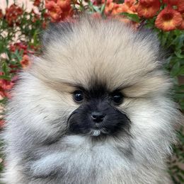Pomeranians from Sun Flower Pom