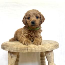 Georgie - Apricot male Goldendoodle puppy in Nephi, Utah from Doodles and Cavaliers
