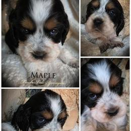 Girl 5 'Maple' - Tri-Roan female English Springer Spaniel puppy in Silverdale, Washington from TimberVale Springers