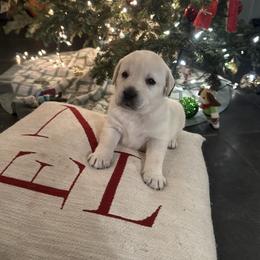 Boy 7- White English Lab - Yellow male Labrador Retriever puppy in Isanti, Minnesota from Four Corners Family Labs
