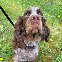 Molly - English Springer Spaniel