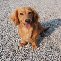 Dachshund puppies from Royal Paws