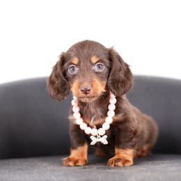 Laika - AKC Import Lines - Chocolate and tan female Dachshund puppy in Neosho, Missouri from A Walk In The Park