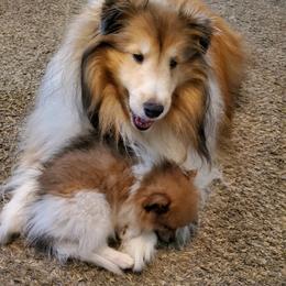 Pomeranian Puppies from Jaime's Pomeranians