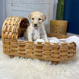 Jenny June English Teddybear - Apricot female Goldendoodle puppy in Grove, Oklahoma from Guinn Family Farms
