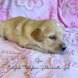Gin English Teddybear - Apricot female Goldendoodle puppy in Grove, Oklahoma from Guinn Family Farms