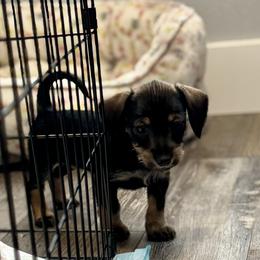 Companion Cross, Dachshund, and Miniature Schnauzer Puppies from Sheri Lauritsen
