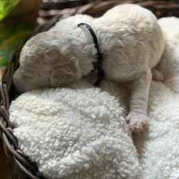 Jade - Parti female Poodle puppy in Randallstown, Maryland from Parson Standards