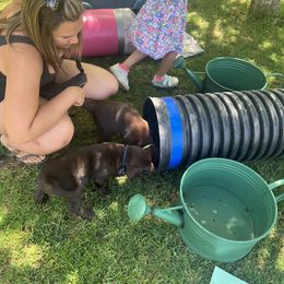 Labrador Retriever Puppies from Naomi's Labrador Retrievers