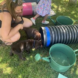Labrador Retriever Puppies from Naomi's Labrador Retrievers