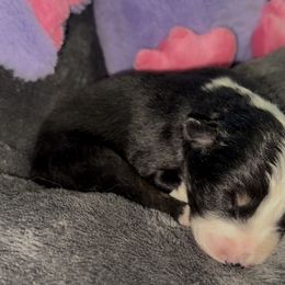 Ozzy Aussborne - Black tri-color male Australian Shepherd puppy in Chaplin, Connecticut from Mystic Moon