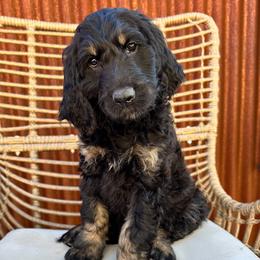 Glinda - Phantom female Goldendoodle puppy in New River, Arizona from Sonoran Standard Doodles