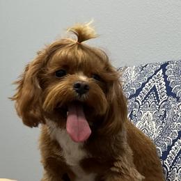 Cavapoo, Goldendoodle, and Poodle All Grown Up from Pearls & Curls doodles & poodles