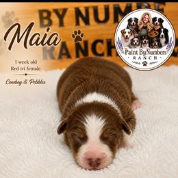 Maia - Red tri-color female Australian Shepherd puppy in Magee, Mississippi from Paint ByNumbers Ranch