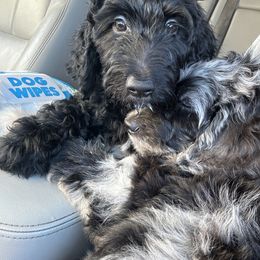Aussiedoodle Puppies from Just Loving Doodles