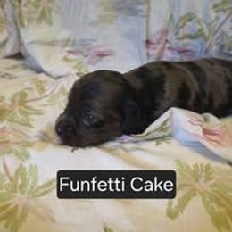 FunFetti - Merle male Cavapoo puppy in Lewisburg, Pennsylvania from Jessie's Puppies