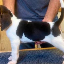 Treeing Walker Coonhounds from Cherry creek kennel