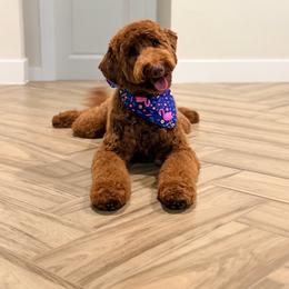 Cielo GUARDIAN HOME - Red  female Goldendoodle puppy in Dallas County, Texas from Dream A Little Doodle