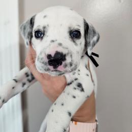 Gameboy - White and black male Dalmatian puppy in Gray, Georgia from Fuller Spots