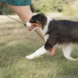 Miniature American Shepherds from Paula's Miniature American Shepherds