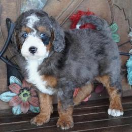 Boy 2 - Blue merle male Aussiedoodle puppy in Lawton, Oklahoma from Lindsey’s Aussies