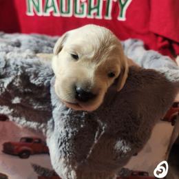 White - Golden female Golden Retriever puppy in Lucasville, Ohio from Halo Kennels