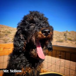 Mr. Yellow - Black phantom male Aussiedoodle puppy in Dolan Springs, Arizona from High Desert Companions