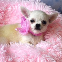 Eve - Cream and white female Chihuahua puppy in Gloucester, Virginia from Charlotte's Web of Chihuahuas