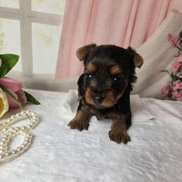Minnie - Black and tan female Yorkshire Terrier puppy in Broxton, Georgia from More Than Family