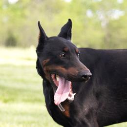 Black Male - Black and rust male Doberman Pinscher puppy in Centralia, Missouri from TopSpots Farm