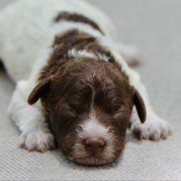 Sweetie - Brown roan female Lagotto Romagnolo puppy in St. Augustine, Florida from LBK & Ancient City