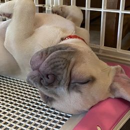 French Bulldogs from Springs Frenchies