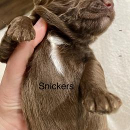 Aussiedoodle Puppies from White River Doodles