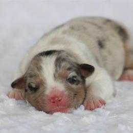 Winchester - Blue merle male Australian Shepherd puppy in Circleville, Utah from Canyon Creek Aussies