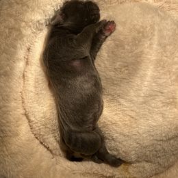 Great Dane Puppies from East Coast Great Danes
