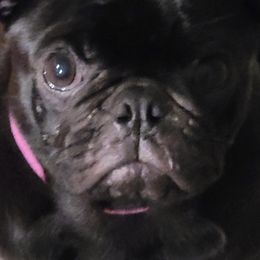 Bailey - Pug