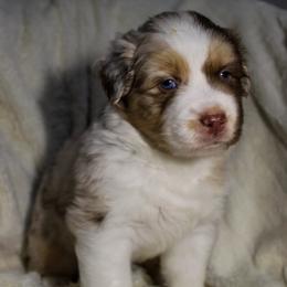 Queso - Red merle male Australian Shepherd puppy in Canyon Lake, Texas from Cascade Australian Shepherds