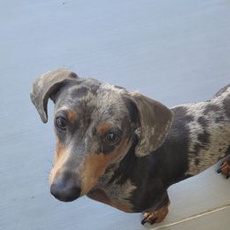 Rollo - Dachshund