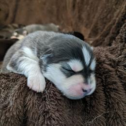 Pomsky Puppies from KP Pomskies LLC