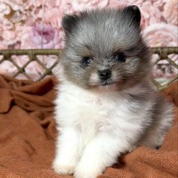 Blue merle baby boy - Blue merle male Pomeranian puppy in Newport News, Virginia from Nel’s designer Pomeranians